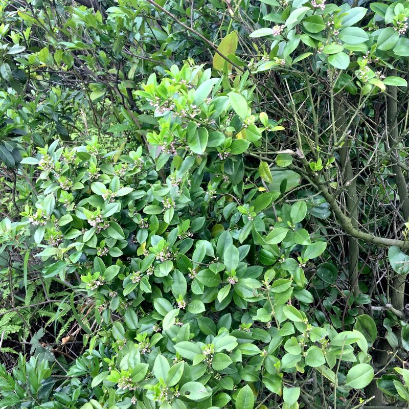 Ilex viridis, photographed by Yj