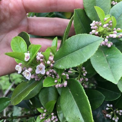 Ilex viridis, photographed by Yj
