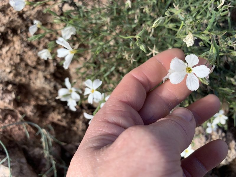 Phlox tenuifolia, photographed by Kenzie Anderson-Bell