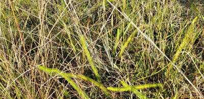 Lycopodiella alopecuroides, photographed by Jeanene Arrington-Fisher