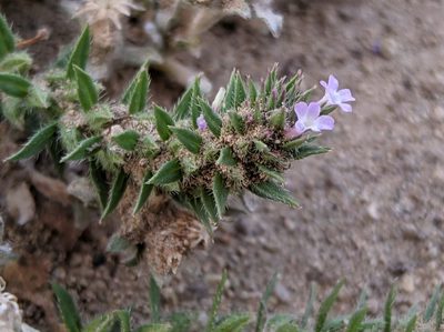 Verbena bracteata, photographed by Victor Heng
