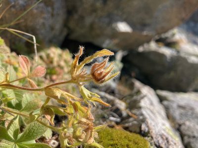 Potentilla nivalis, photographed by Fabien Anthelme