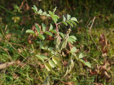 Indigofera astragalina, photographed by Dinesh Valke