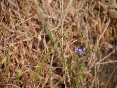 Buchnera hispida, photographed by Dinesh Valke