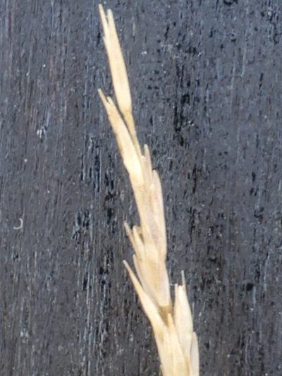 Sporobolus compositus, photographed by Jo Roberts