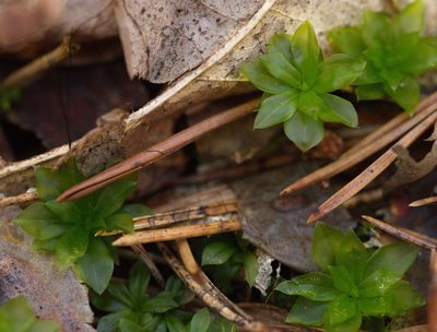 Rhodobryum roseum, photographed by Вячеслав Юсупов