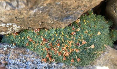 Androsace pyrenaica, photographed by Fabien Anthelme