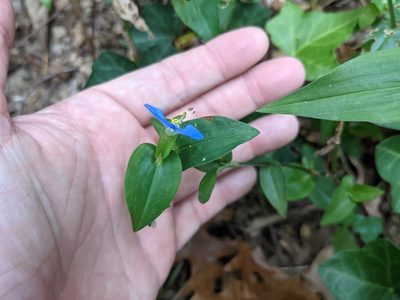 Commelina communis, photographed by Matthew Gerke