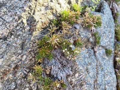 Galium pyrenaicum, photographed by Fabien Anthelme