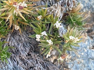 Galium pyrenaicum, photographed by Fabien Anthelme