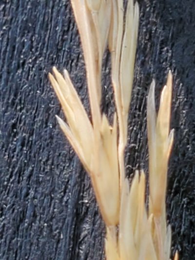 Sporobolus compositus, photographed by Jo Roberts