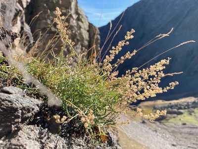Reseda glauca, photographed by Fabien Anthelme