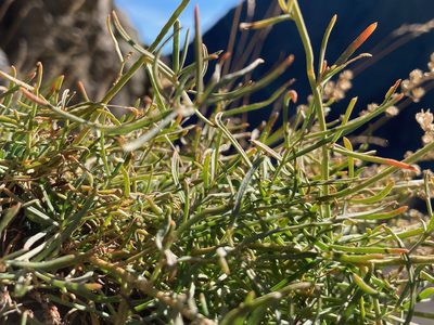 Reseda glauca, photographed by Fabien Anthelme