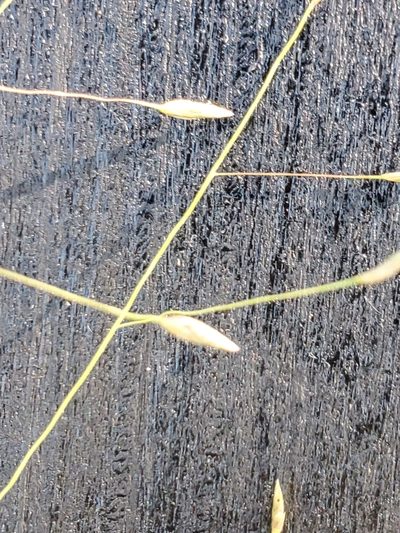 Eragrostis intermedia, photographed by Jo Roberts