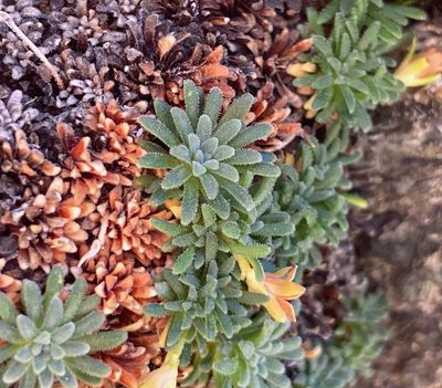 Androsace pyrenaica, photographed by Fabien Anthelme