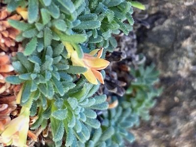 Androsace pyrenaica, photographed by Fabien Anthelme
