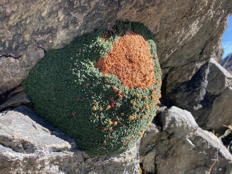 Androsace pyrenaica, photographed by Fabien Anthelme