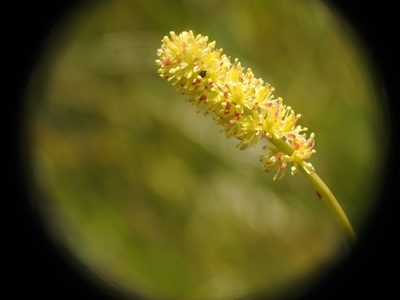 Tofieldia calyculata, photographed by Yves Bas