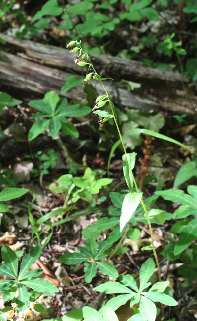 Epipactis persica, photographed by Oleg Kosterin