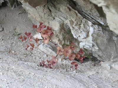 Oxytheca perfoliata, photographed by Jess Miller-Camp