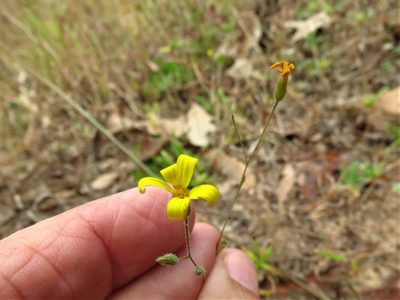 Croptilon divaricatum, photographed by Annika Lindqvist