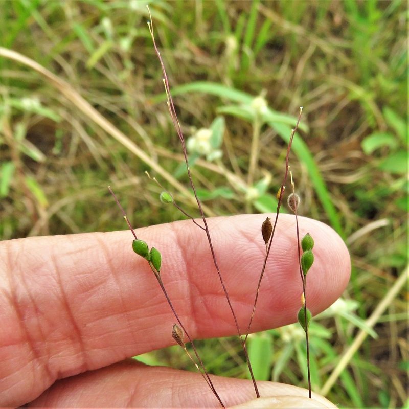 Kellochloa brachyantha, photographed by Annika Lindqvist