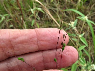 Kellochloa brachyantha, photographed by Annika Lindqvist