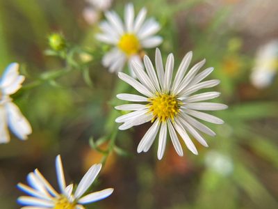 Symphyotrichum pilosum, photographed by s bruggers