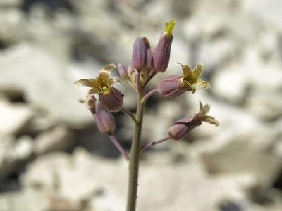 Streptanthus glaucus, photographed by Jim Morefield