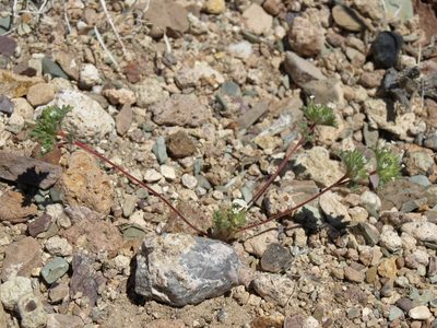 Ipomopsis polycladon, photographed by Jim Morefield