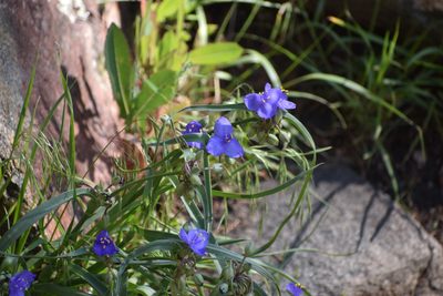 Tradescantia occidentalis, photographed by Philip Stepnowski