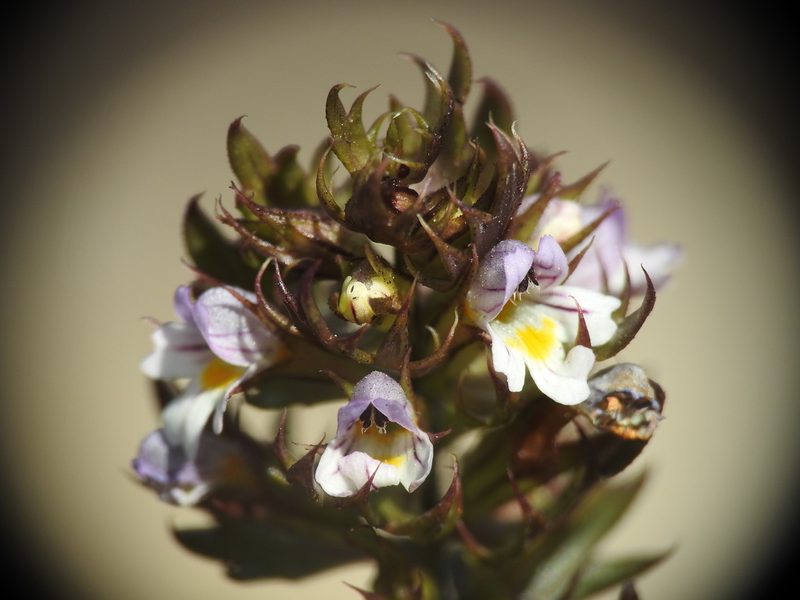 Euphrasia salisburgensis, photographed by Yves Bas