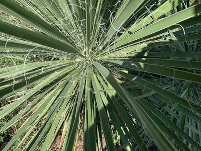 Yucca constricta, photographed by Kane Sandoval