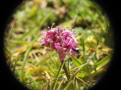 Viscaria alpina, photographed by Yves Bas