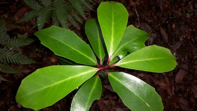 Alseuosmia quercifolia, photographed by naturewatchwidow
