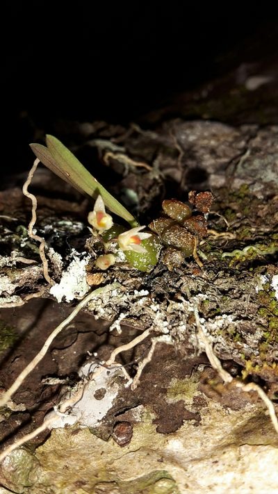 Bulbophyllum tuberculatum, photographed by naturewatchwidow