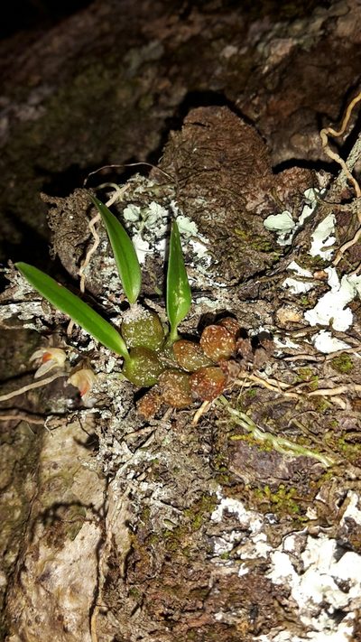 Bulbophyllum tuberculatum, photographed by naturewatchwidow
