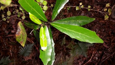 Alseuosmia quercifolia, photographed by naturewatchwidow