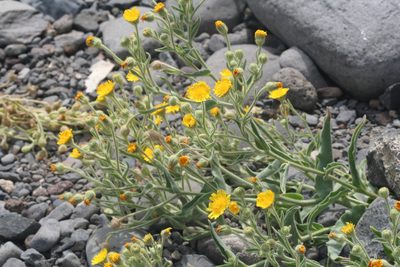 Andryala glandulosa, photographed by Edmundas Greimas