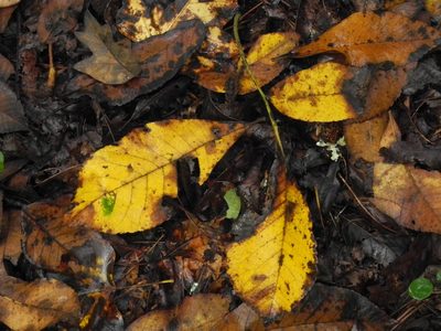 Carya tomentosa, photographed by Michael J. Papay