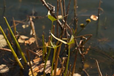 Sagittaria sagittifolia, photographed by Вячеслав Юсупов