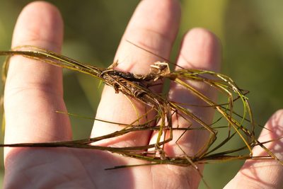 Eleocharis acicularis, photographed by Вячеслав Юсупов
