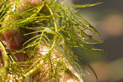 Myriophyllum verticillatum, photographed by Вячеслав Юсупов