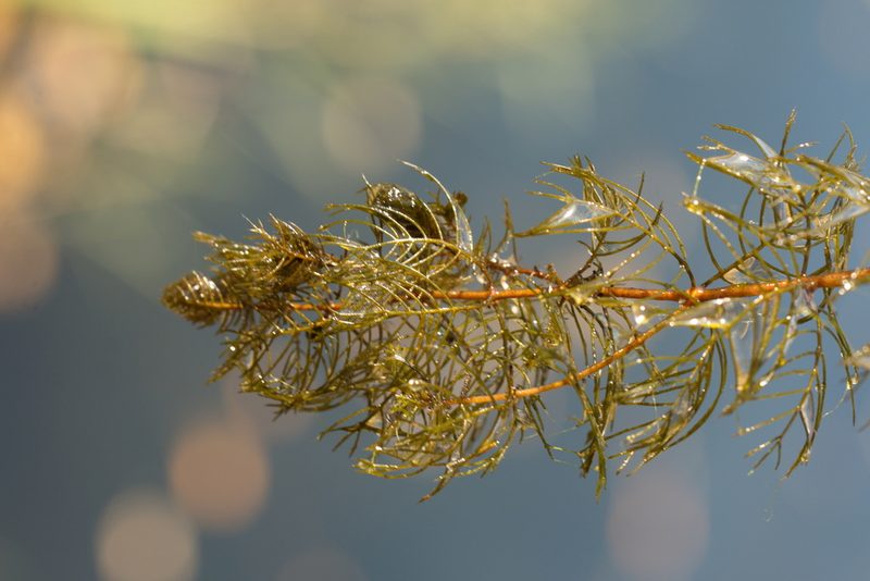 Myriophyllum sibiricum, photographed by Вячеслав Юсупов