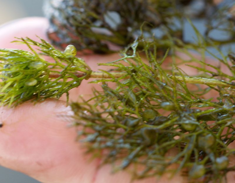 Utricularia vulgaris, photographed by Вячеслав Юсупов