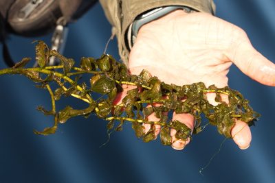 Potamogeton perfoliatus, photographed by Вячеслав Юсупов