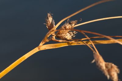 Bolboschoenus maritimus, photographed by Вячеслав Юсупов