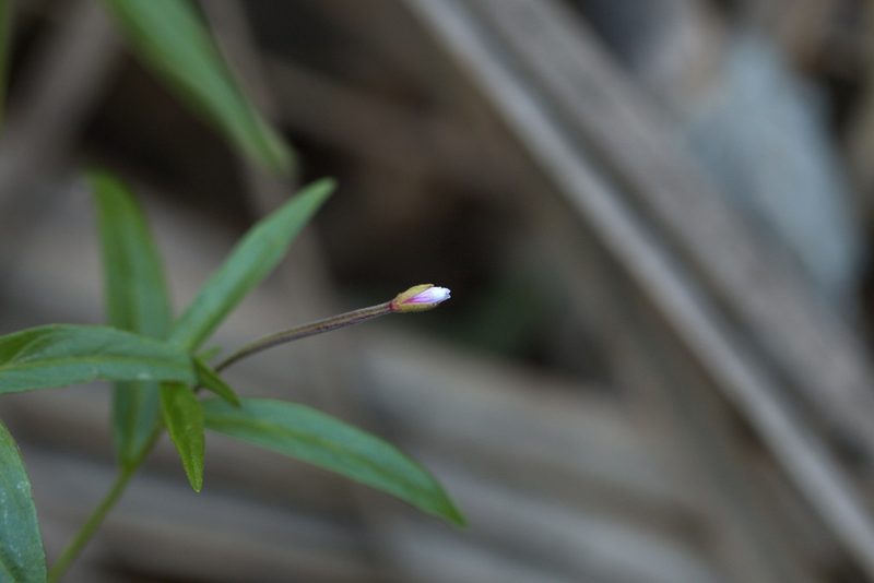 Epilobium palustre, photographed by Вячеслав Юсупов