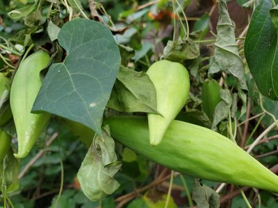 Cynanchum laeve, photographed by Melinda Soltys