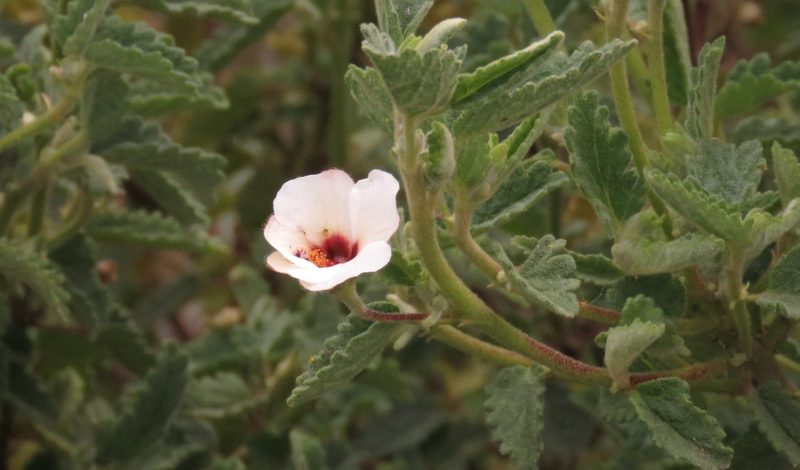 Pavonia betonicifolia, photographed by Federico Muñoz
